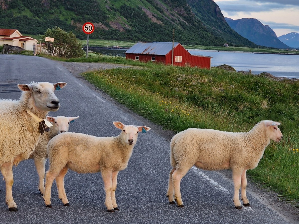 #8 Na konci sveta: Lofoty, náš najväčší&nbsp;roadtrip