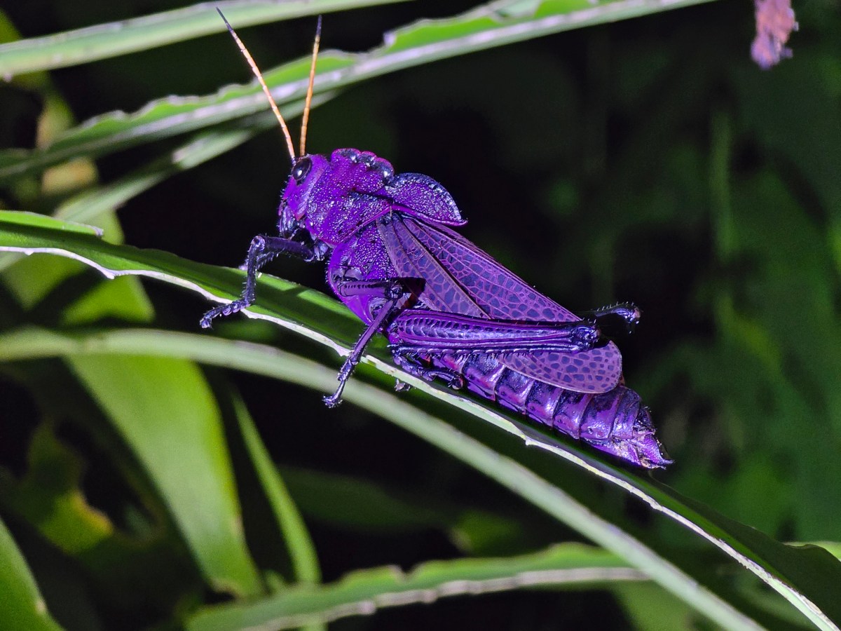 #18 Nočná prechádzka kostarickou&nbsp;džungľou